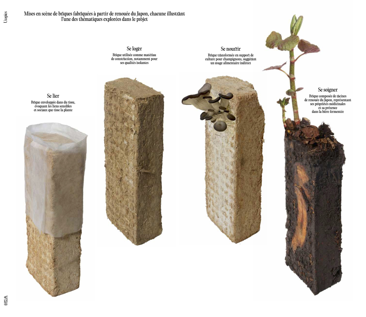 La dernière plante du monde — Cathy Crochemar et Tom Quin / Graphic Design : Pam & Jenny