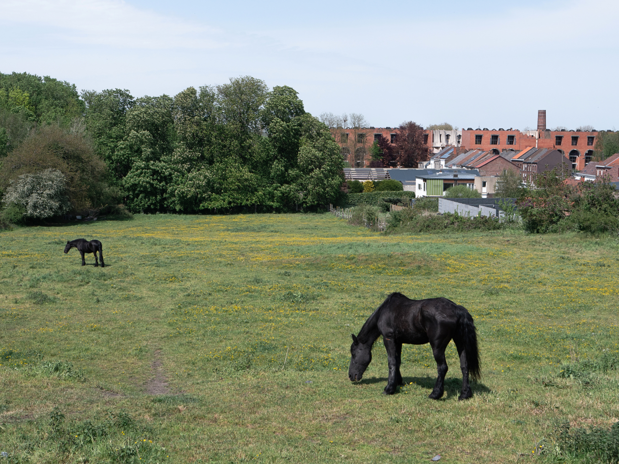 VUE SUR UNE PRAIRIE AU GRAND HORNU - MIMESIS 222 - PHOTO DE CLÉMENT DAT-SÉNAC